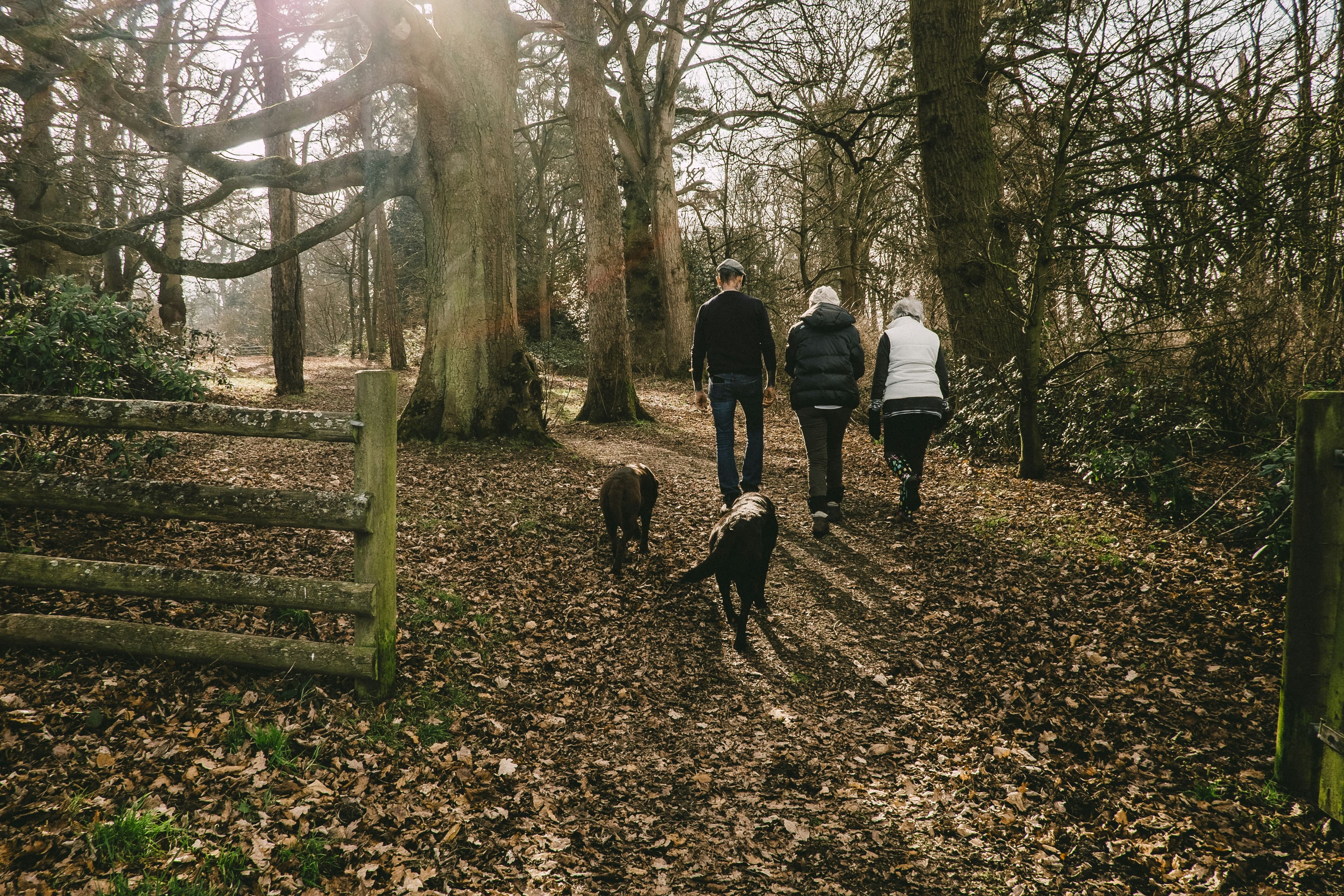 Top 5 Dog-Friendly Walks Near Bishop's Castle, Shropshire