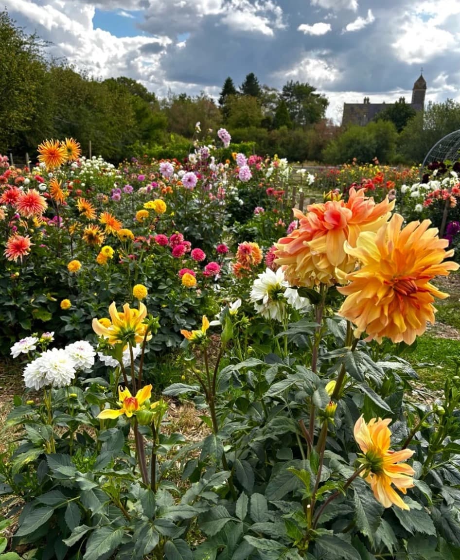 Dahlia field at Quarry Lodge, Shropshire