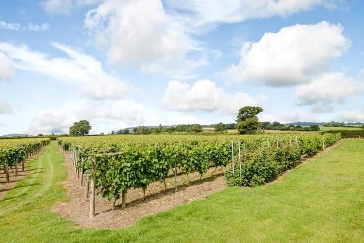 Kerry Vale Vineyard near Bishops Castle